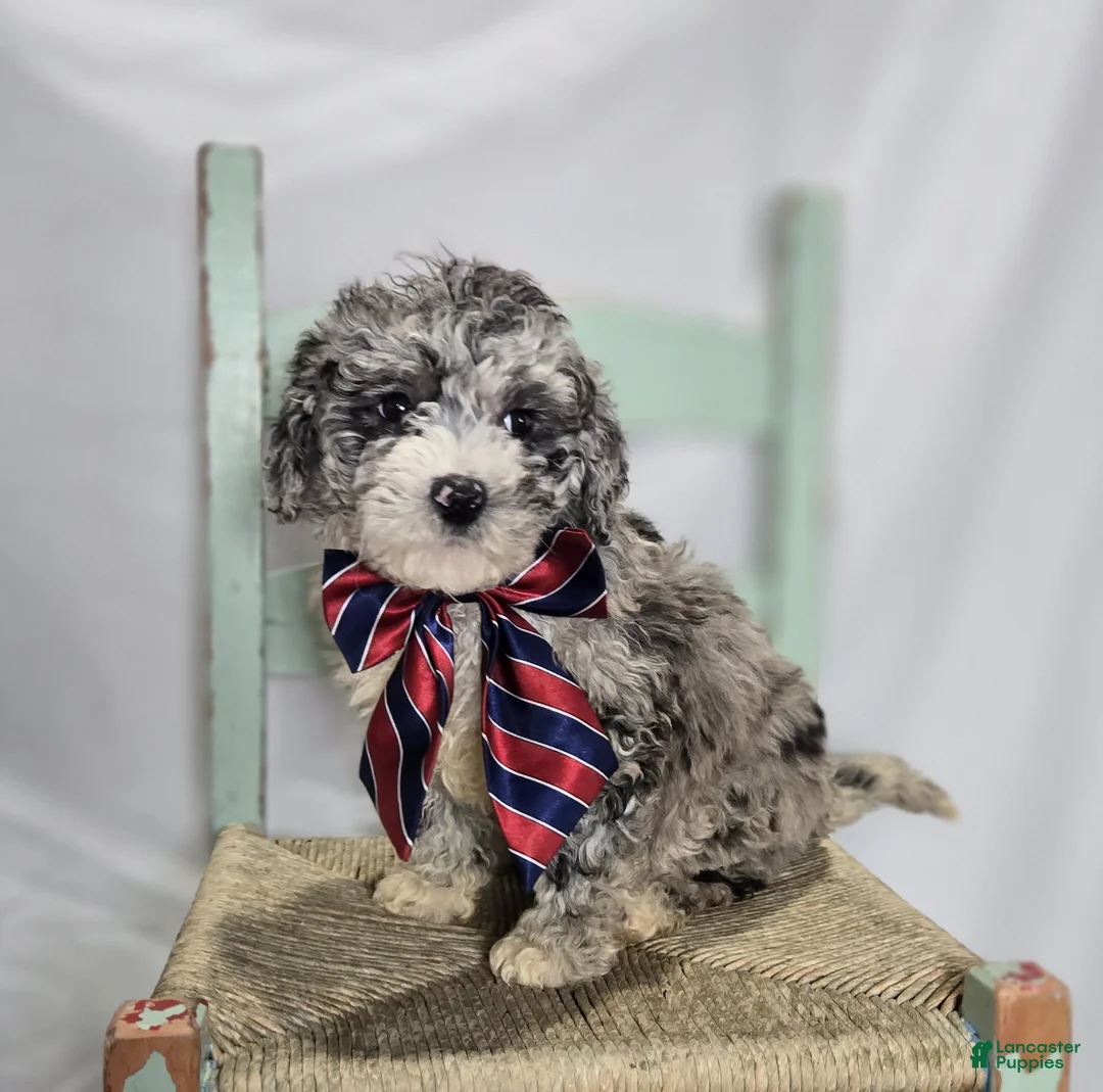 Mini Sheepadoodle dogs for sale: Lance - Ad 1