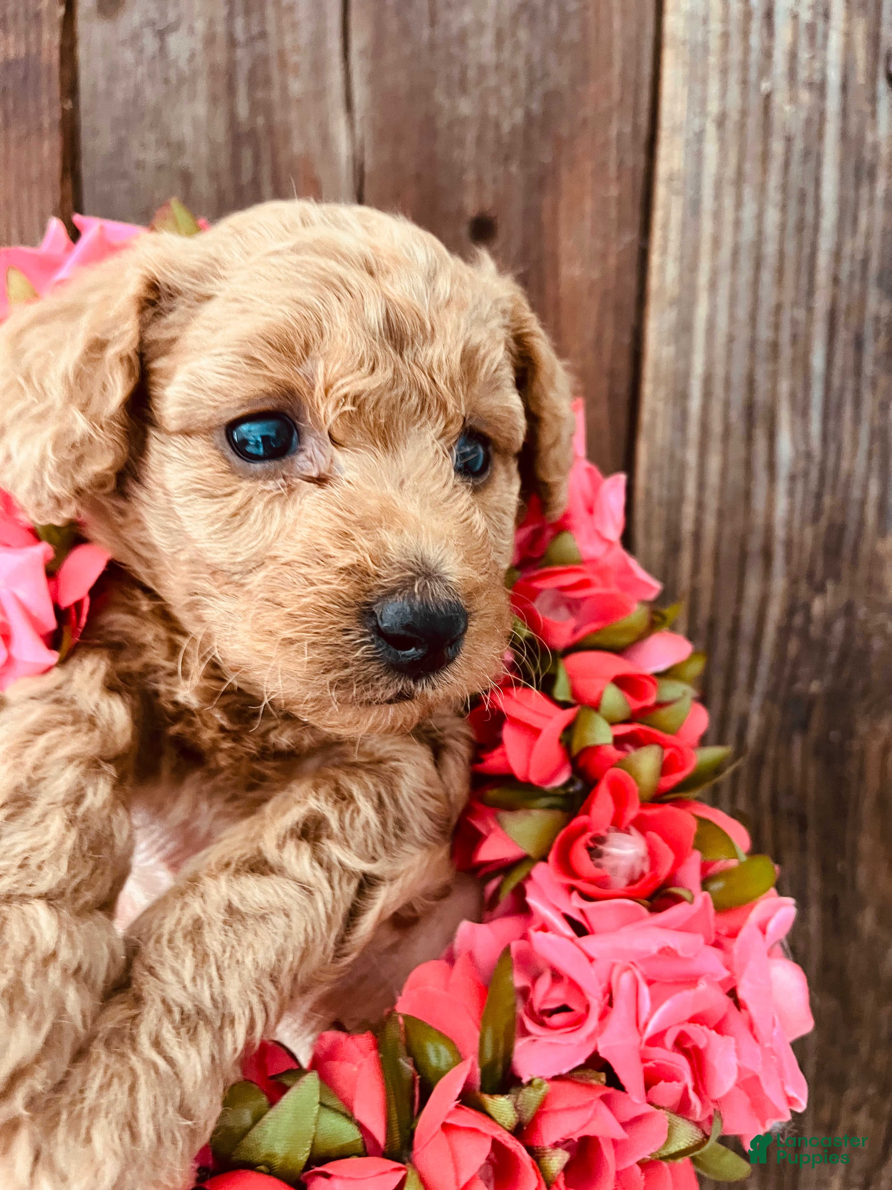 Mini Goldendoodle dogs Poptart - Ad 2