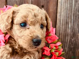 Mini Goldendoodle dogs Poptart - Ad 2