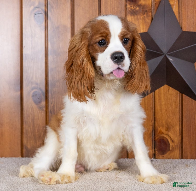 Cavalier King Charles Spaniel dogs Devon - Ad 1