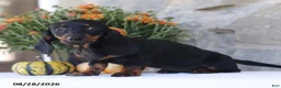 Dachshund dogs for sale: Sue - Ad 5
