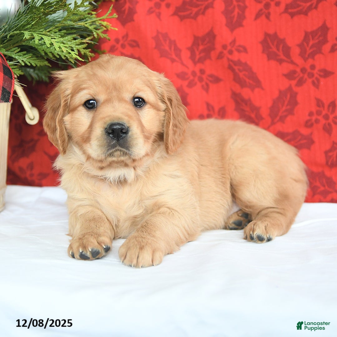 Miniature Golden Retriever dogs for sale: Hope  - Ad 2