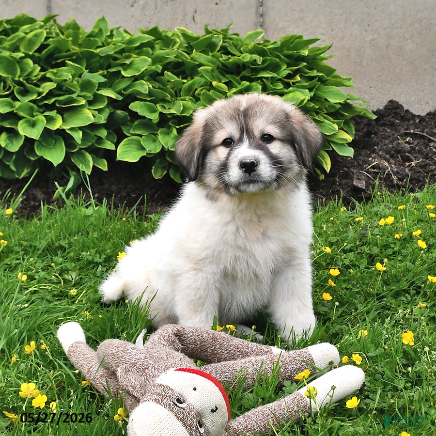 Mixed Breed dogs Bowan - Ad 2