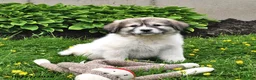 Mixed Breed dogs for sale: Bowan - Ad 10