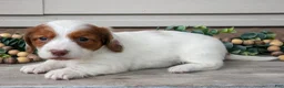 Miniature Dachshund dogs for sale: Lassie - Ad 3
