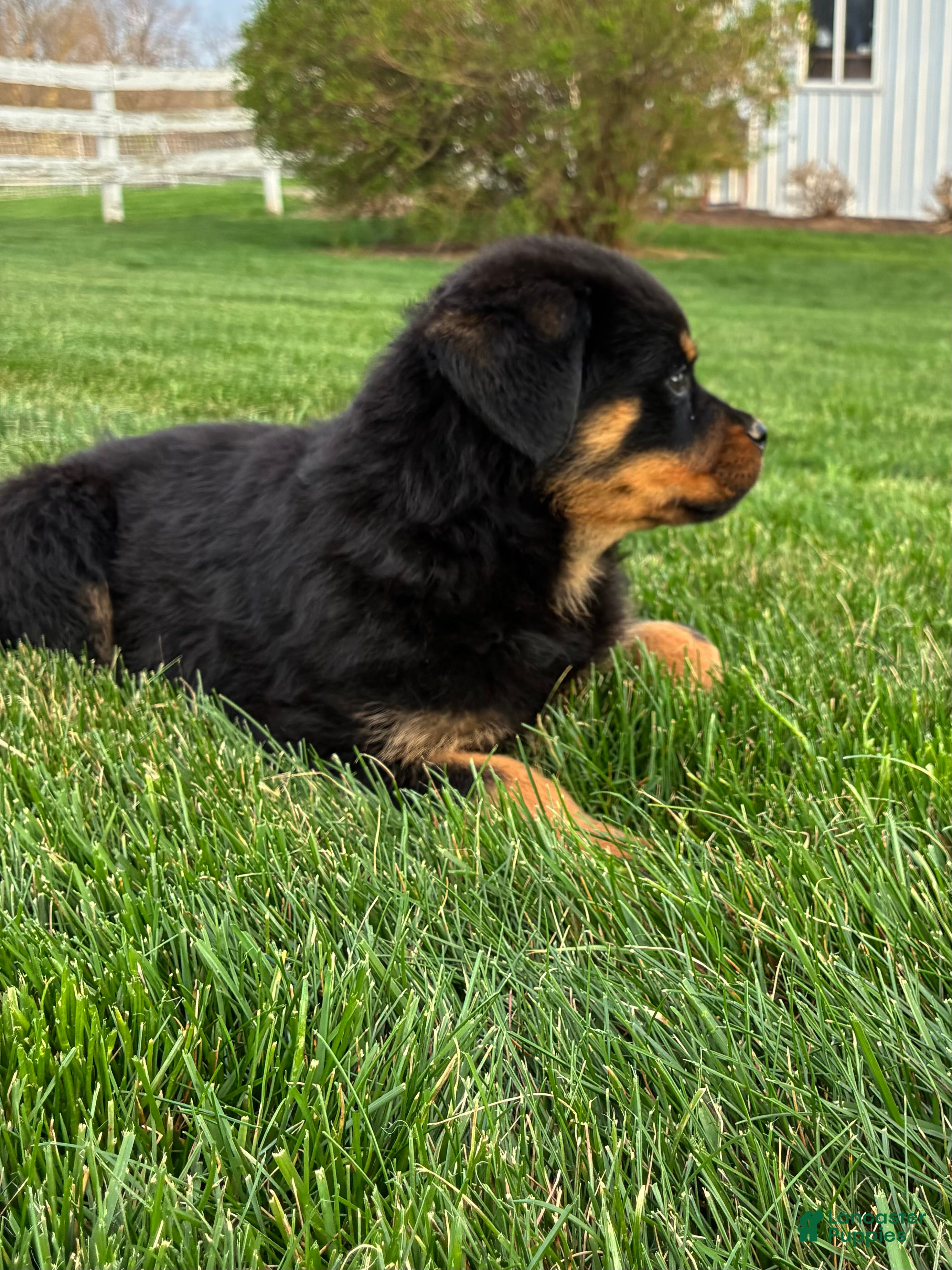 Rottweiler dogs Bexley - Ad 1