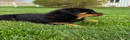 Rottweiler dogs for sale: Bexley - Ad 1