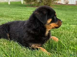 Rottweiler dogs for sale: Bexley - Ad 2