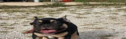 French Bulldog dogs for sale: Flynn  - Ad 14