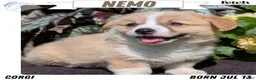 Welsh Corgi Pembroke dogs for sale: Nemo - Ad 1
