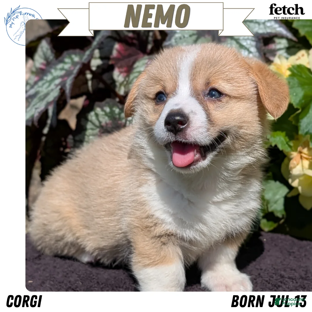 Welsh Corgi Pembroke dogs for sale: Nemo - Ad 1