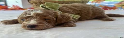 Mini Goldendoodle dogs for sale: Robin Hood - Ad 2