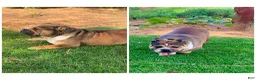 English Bulldog dogs for sale: Pearl - Ad 8