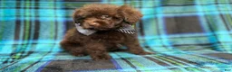 Shihpoo dogs for sale: Bentley - Ad 7