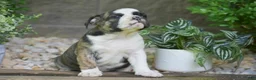 Olde English Bulldogge dogs for sale: Aurora - Ad 9