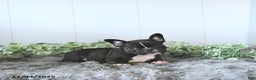 Frug dogs for sale: Mason - Ad 2