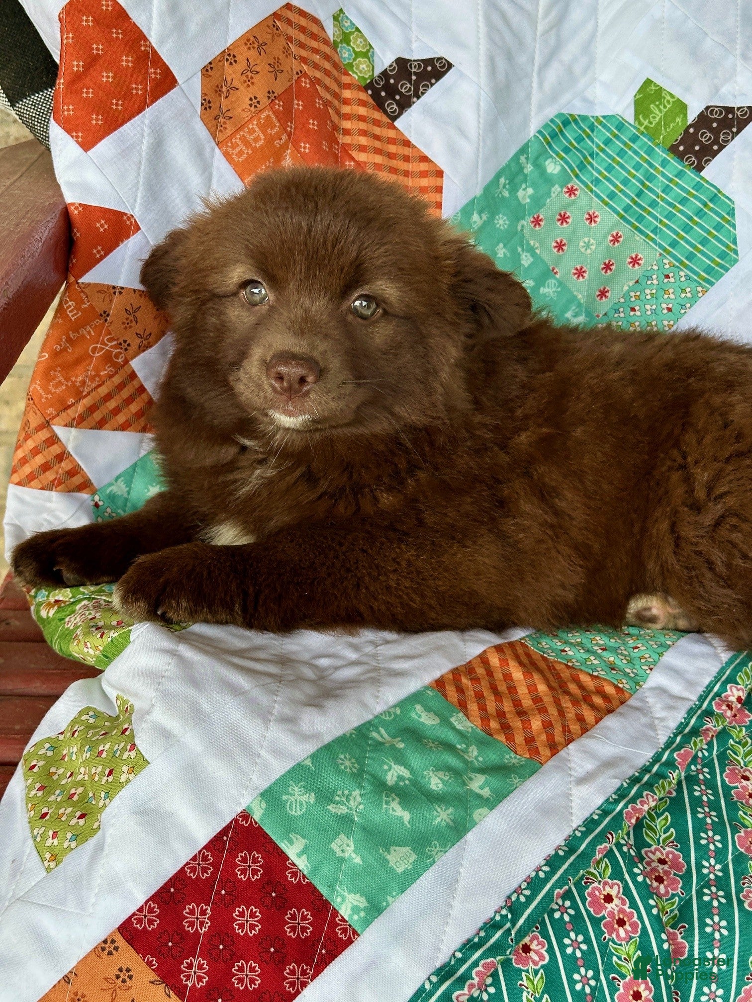Pomsky dogs for sale: Chief - Ad 3