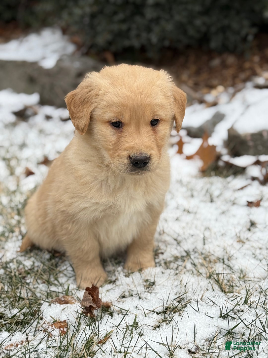 Golden Retriever dogs for sale: Seleah - Ad 10