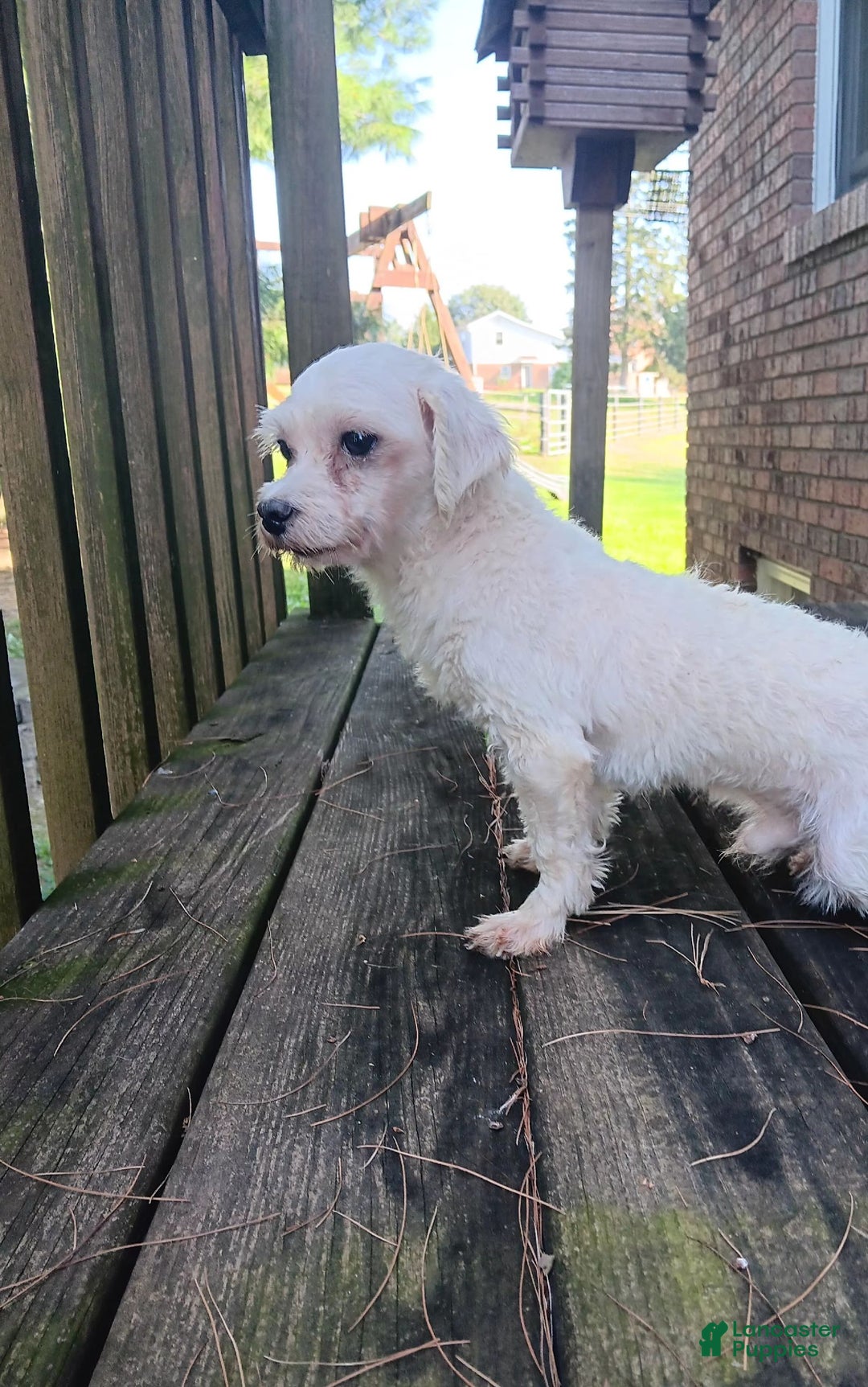 Maltipoo dogs for sale: Tucker - Ad 8