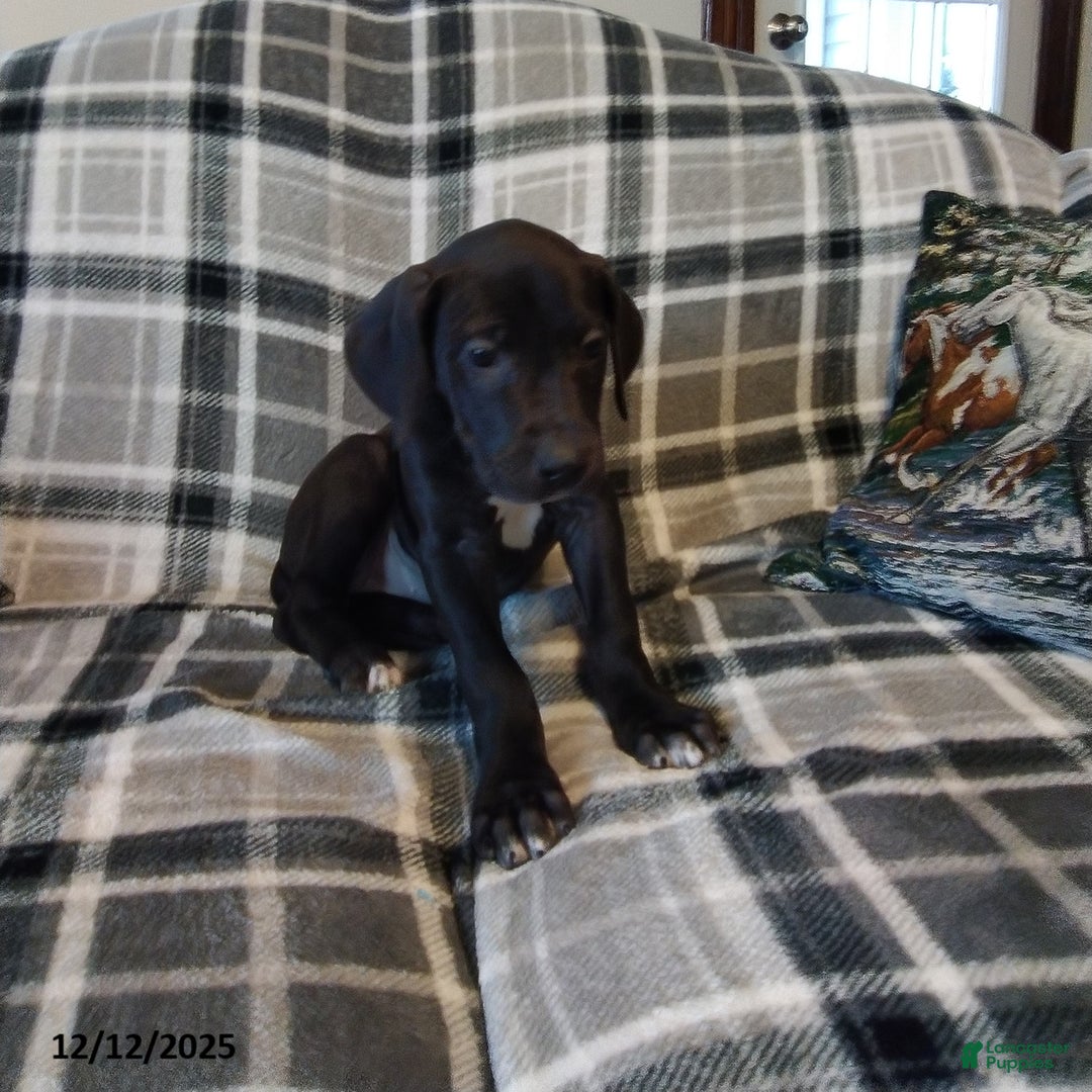 Great Dane dogs for sale: Holly - Ad 2