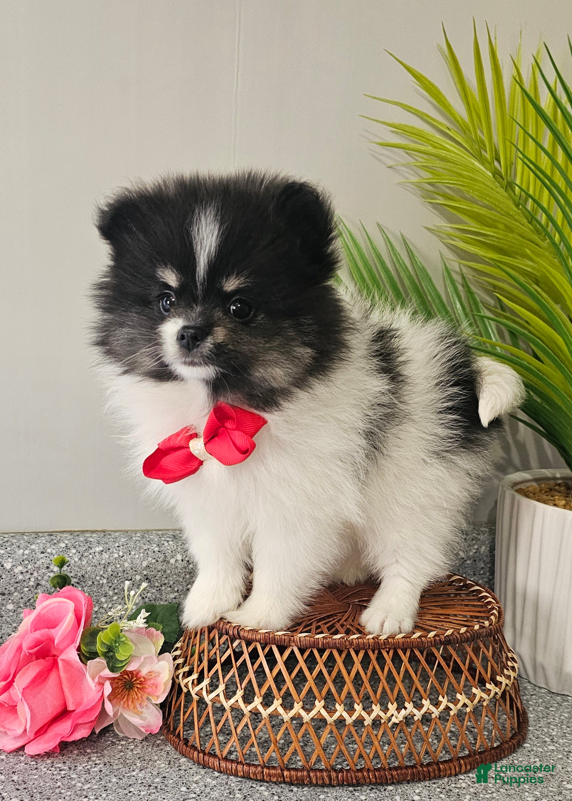 Pomeranian dogs Roxie  - Ad 35