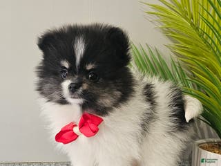 Pomeranian dogs Roxie - Ad 35
