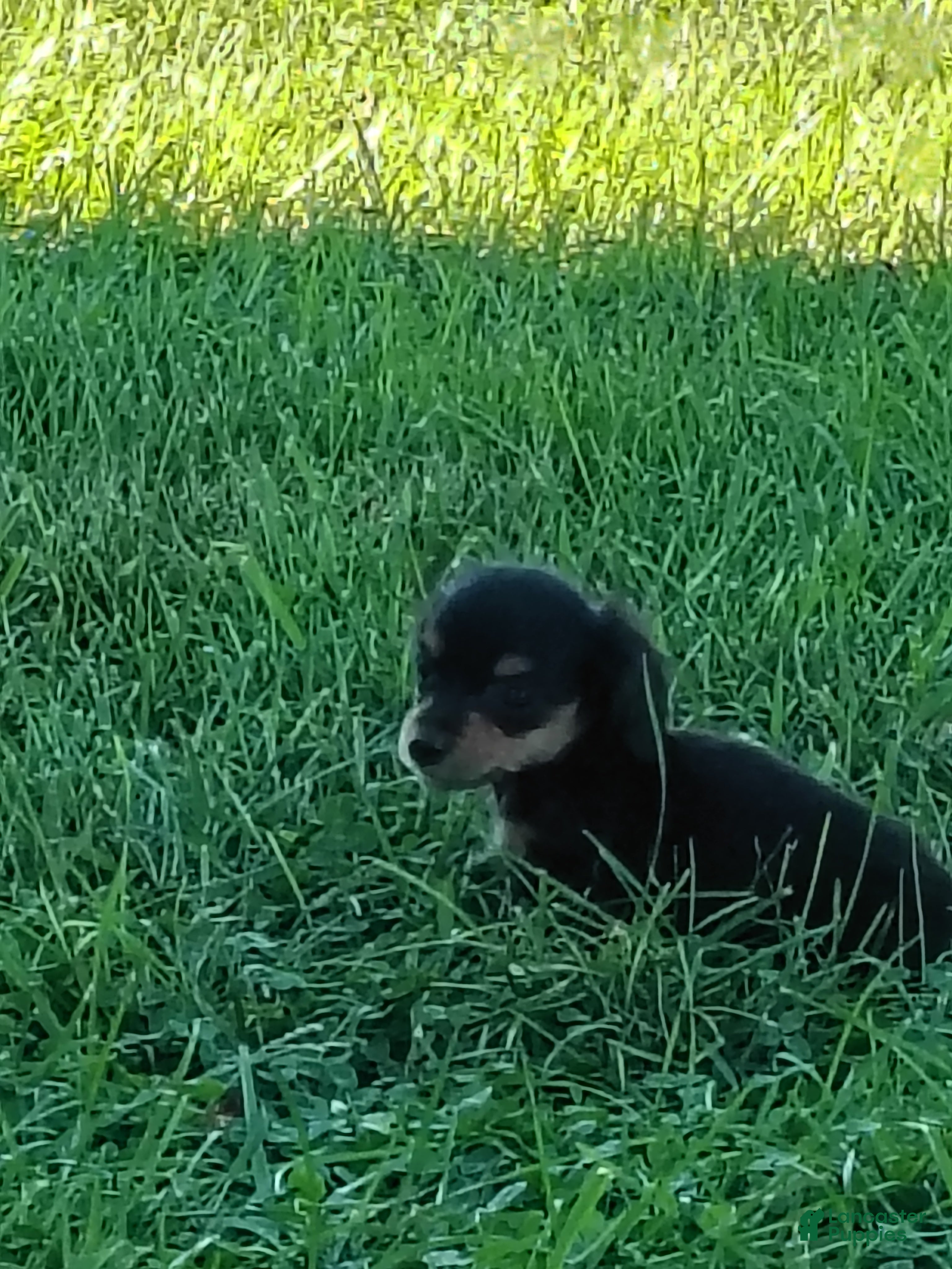 Miniature Dachshund dogs Miniature Dachshund 4 - Ad 2