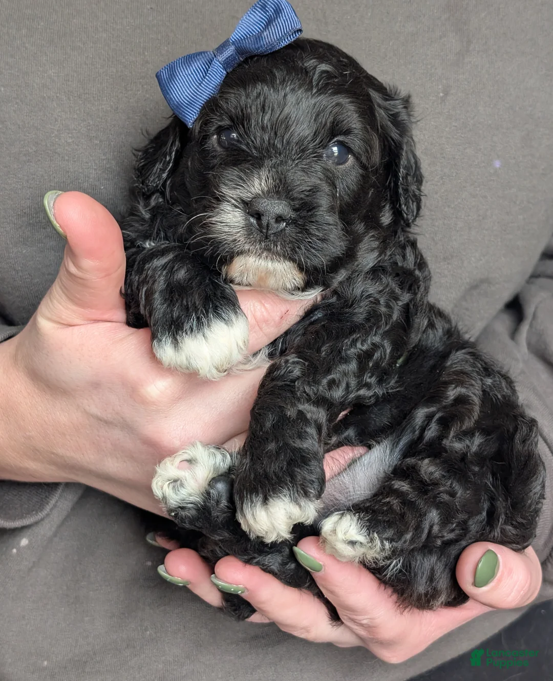 Cavapoo dogs for sale: Jake - Ad 2