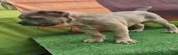 Cane Corso dogs for sale: ZEUS - Ad 9