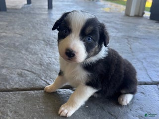 Australian Shepherd dogs - Ad 7