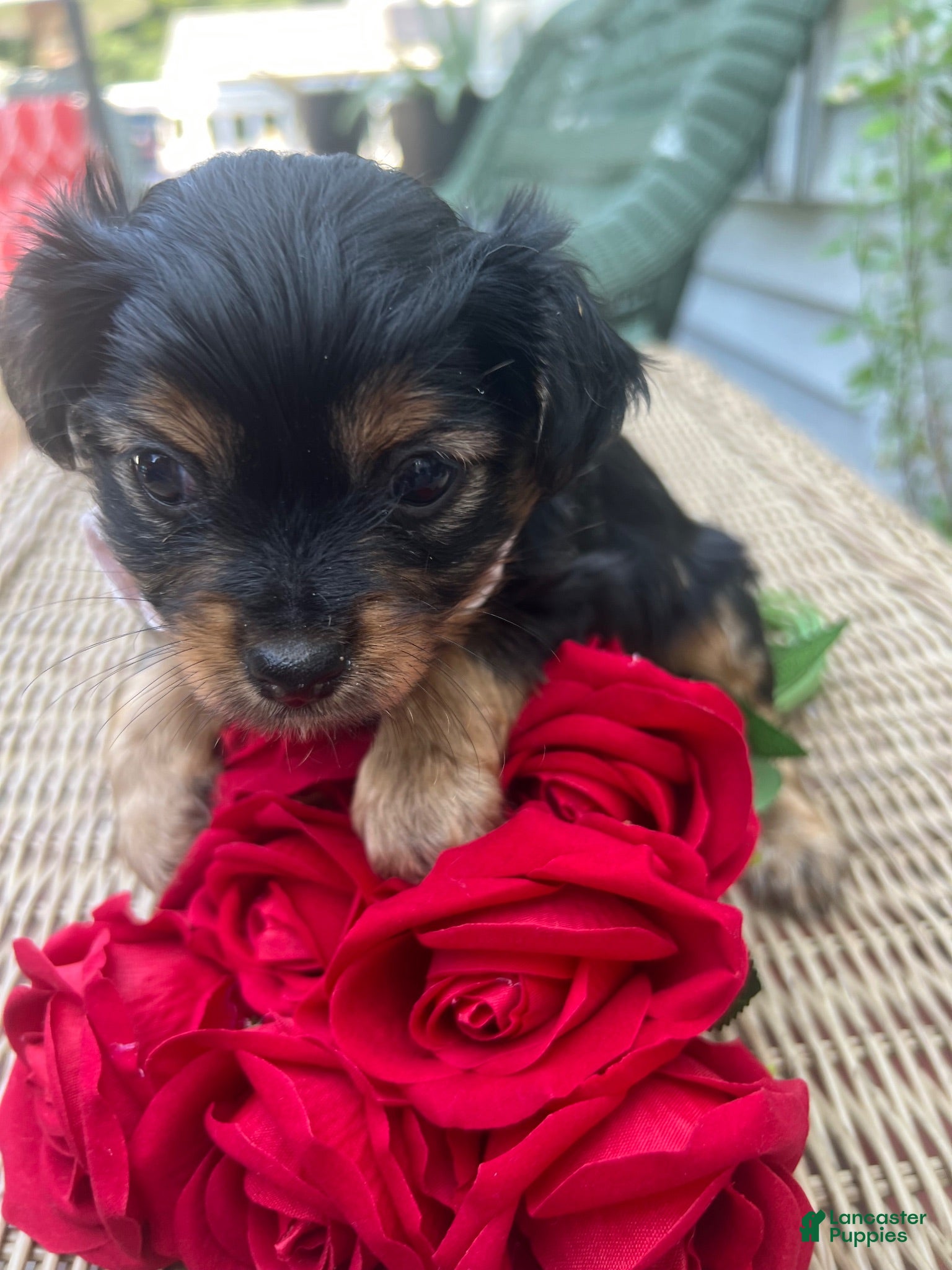 Chorkie dogs Chorkie 3 - Ad 2
