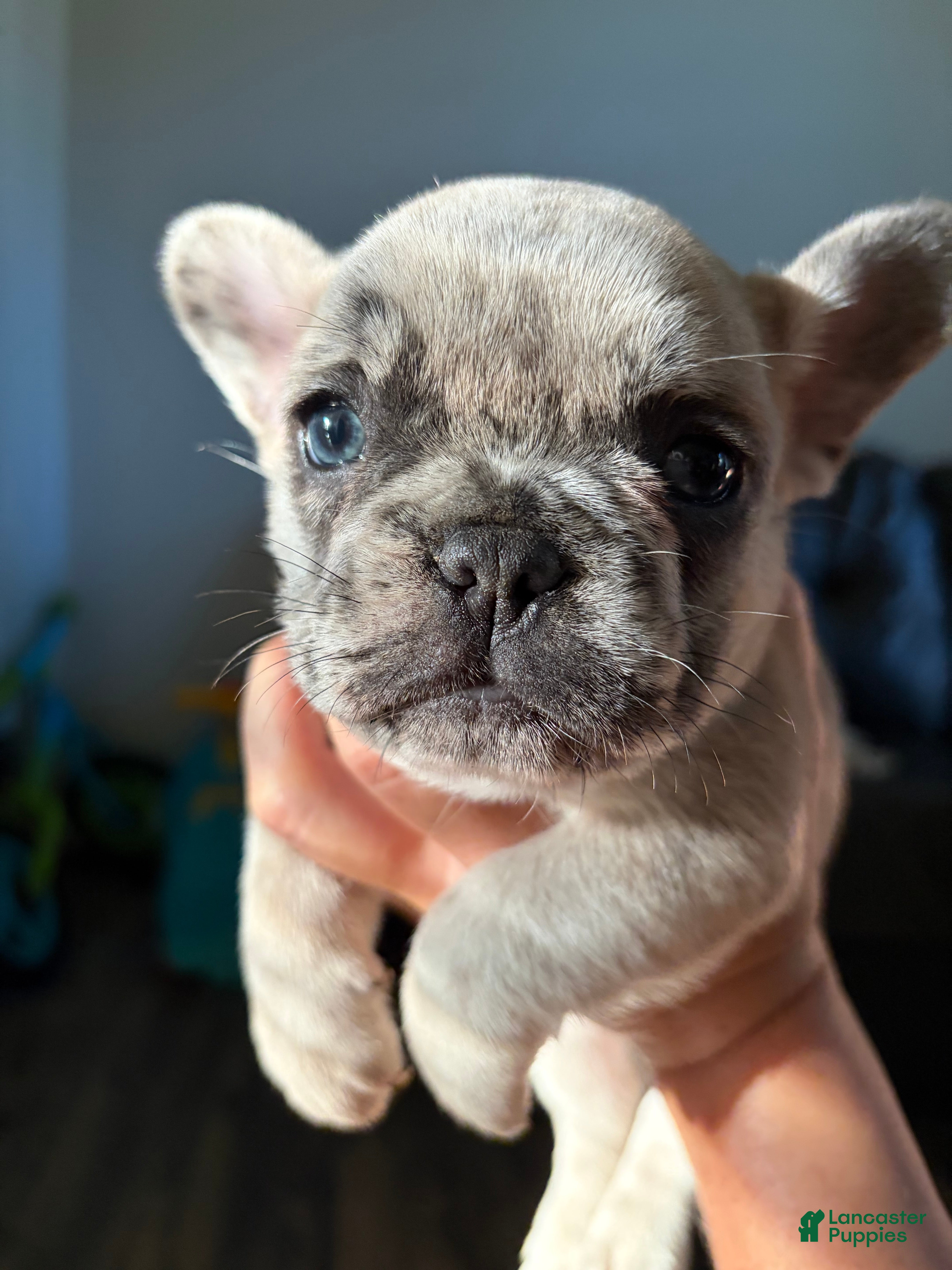 French Bulldog dogs French Bulldog 2 - Ad 21