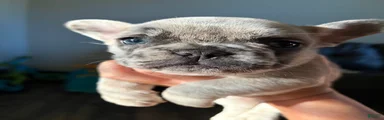 French Bulldog 2