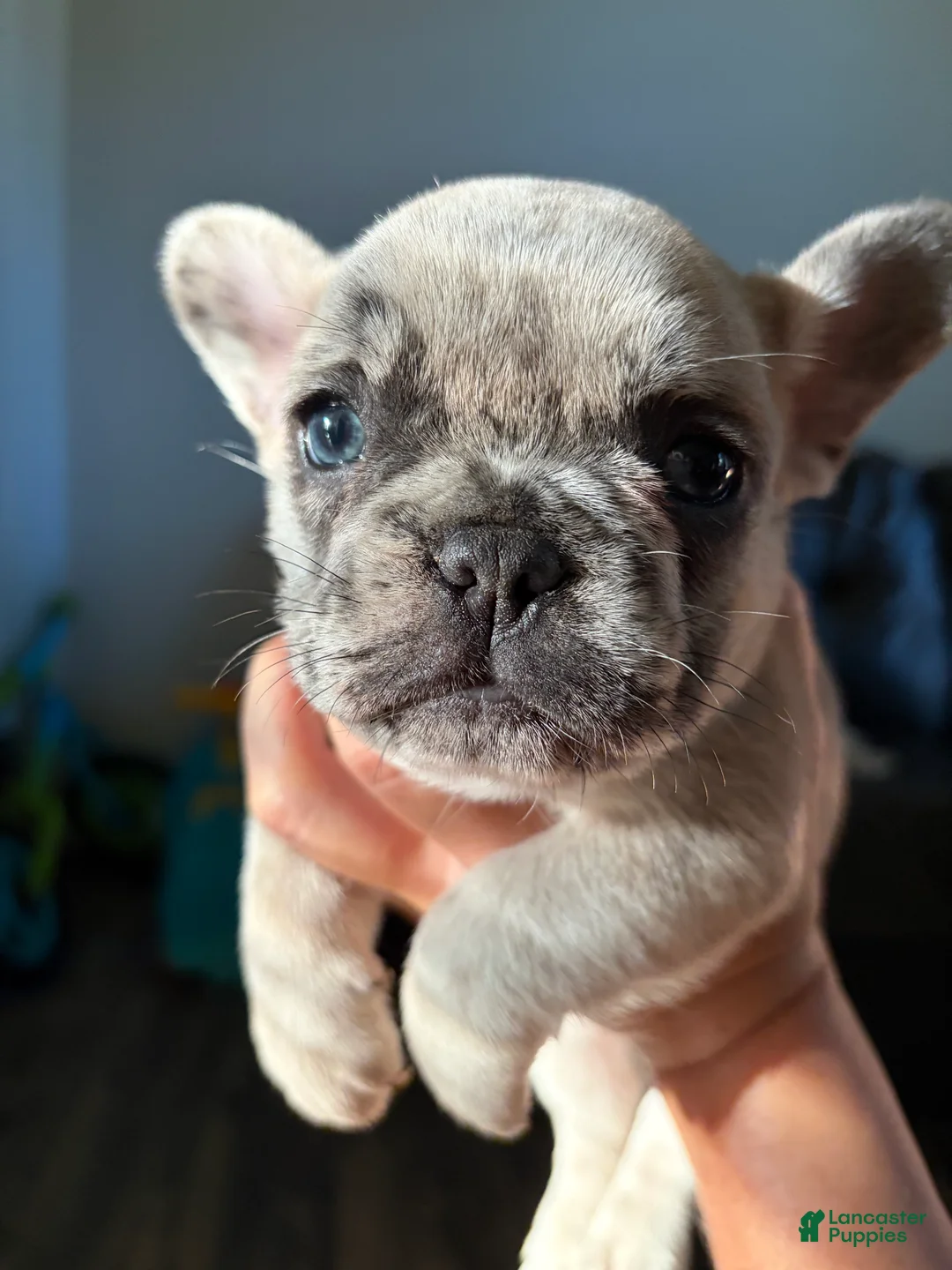 French Bulldog dogs for sale: French Bulldog 2 - Ad 1