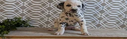 Dalmatian dogs for sale: Morgan - Ad 10