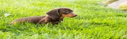 Miniature Dachshund dogs for sale: Ivan  - Ad 5