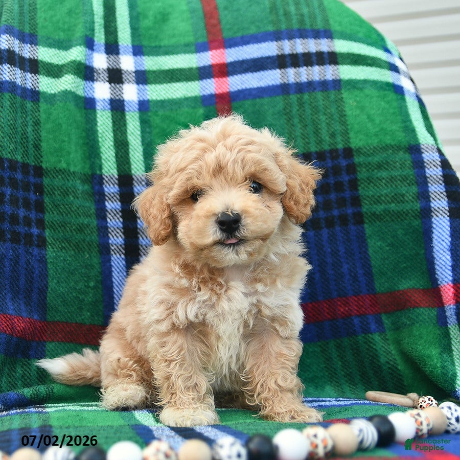 Bichpoo dogs Hero  - Ad 1