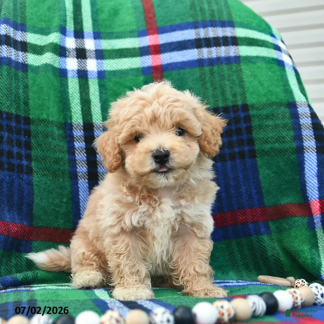 Bichpoo dogs for sale: Hero  - Ad 1