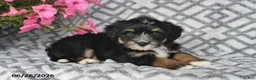 Mini Bernedoodle dogs for sale: Trent - Ad 7