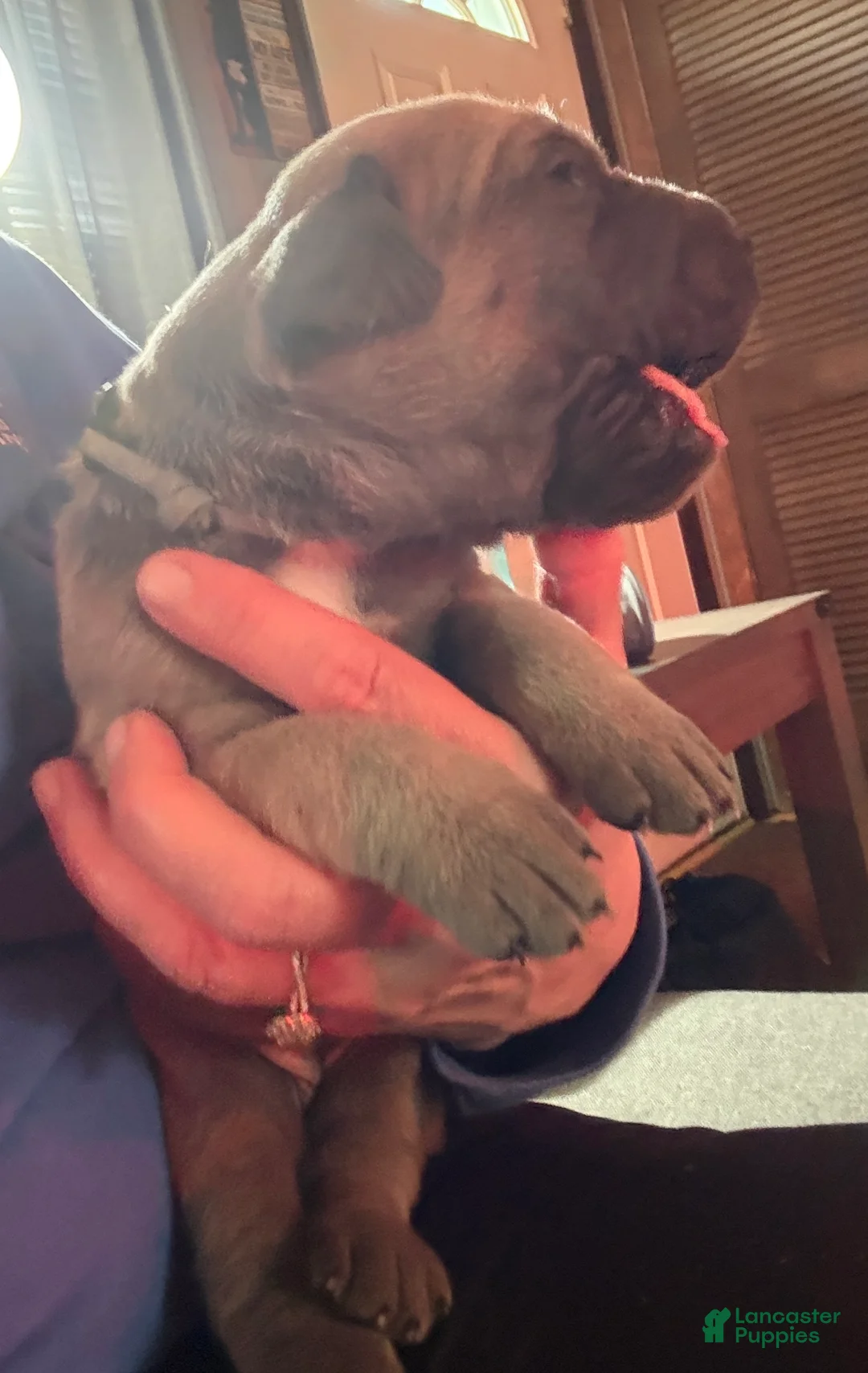 Cane Corso dogs for sale: Gray - Ad 2