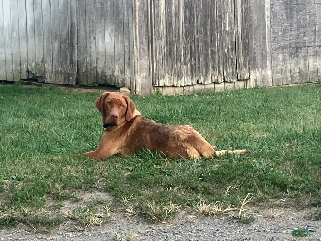 Labrador Retriever dogs for sale: Rocket - Ad 11