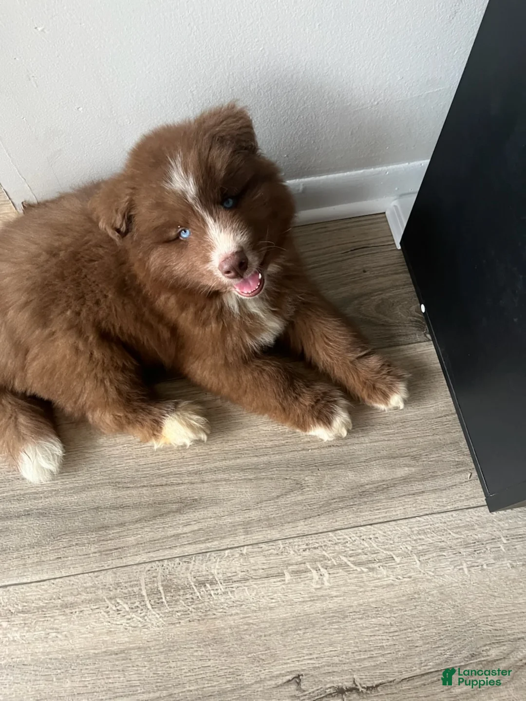 Australian Shepherd dogs for sale: Boy - Ad 2