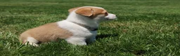 Welsh Corgi Pembroke dogs for sale: Zoey - Ad 5
