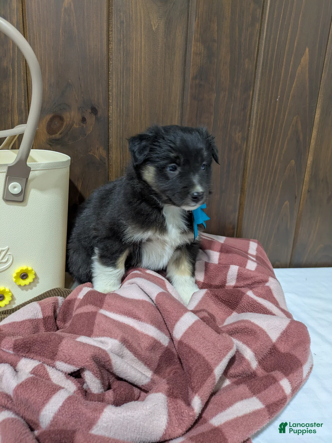 Mixed Breed dogs for sale: Bramble - Ad 2