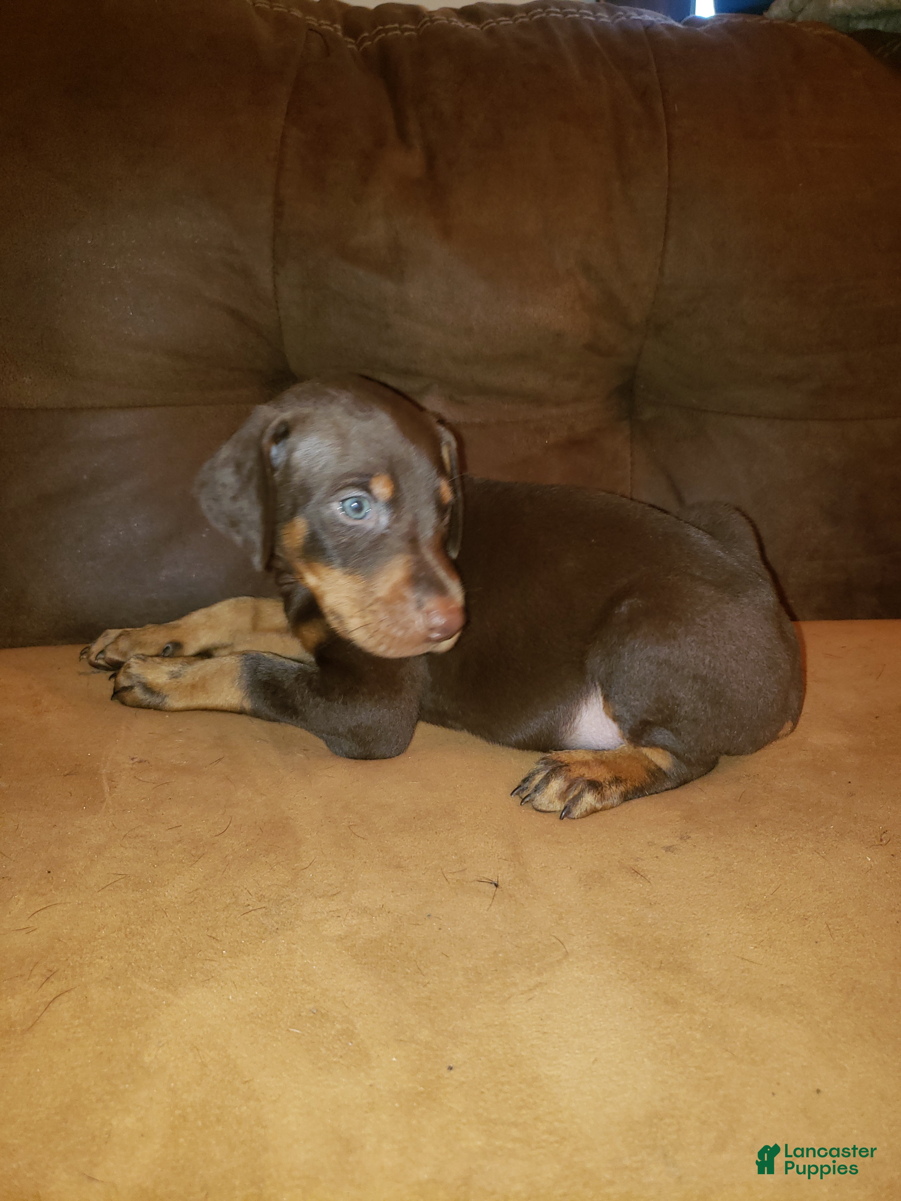 Doberman Pinscher dogs Shaw - Ad 40