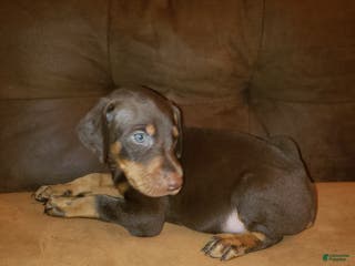 Doberman Pinscher dogs Shaw - Ad 42