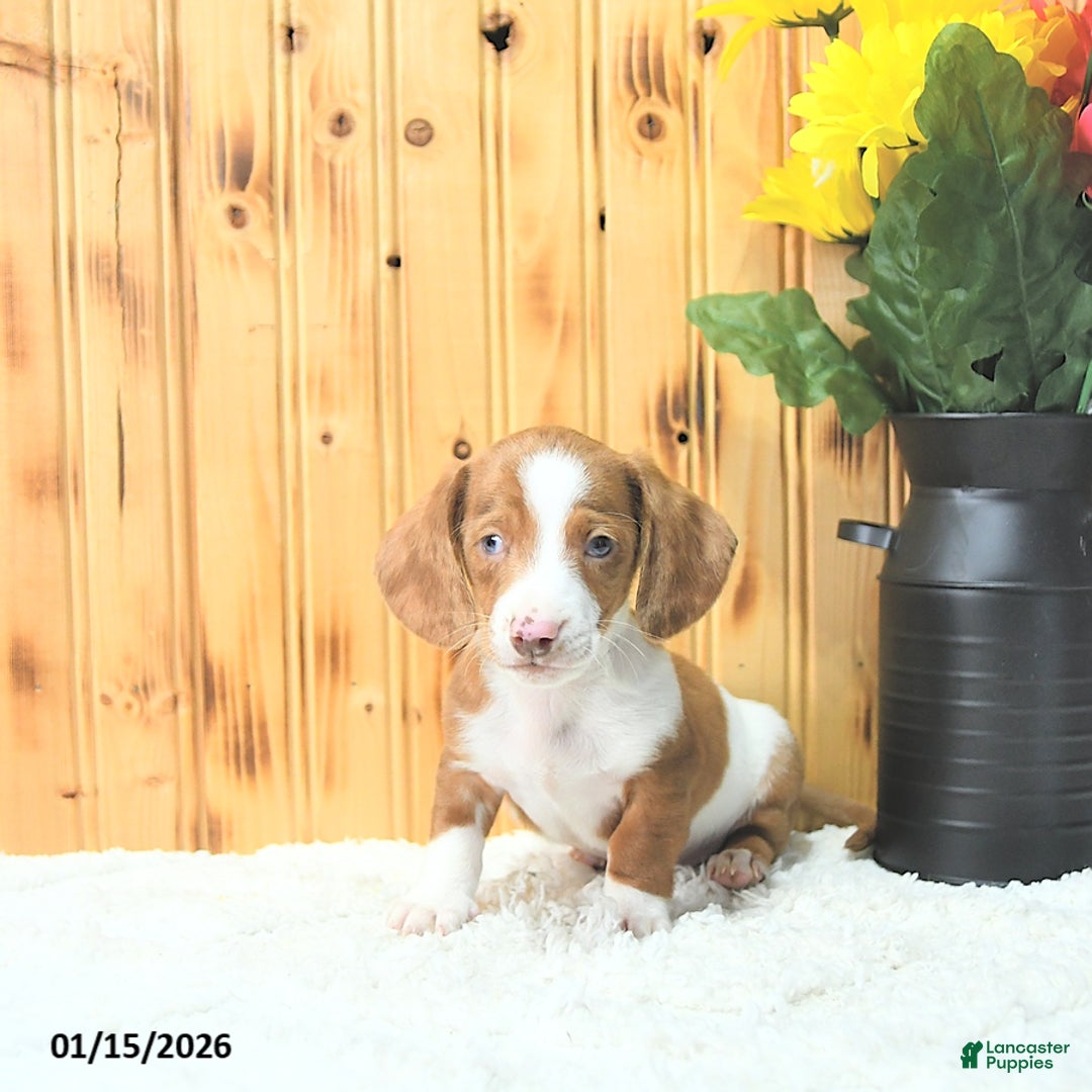 Miniature Dachshund dogs for sale: Maverick - Ad 5