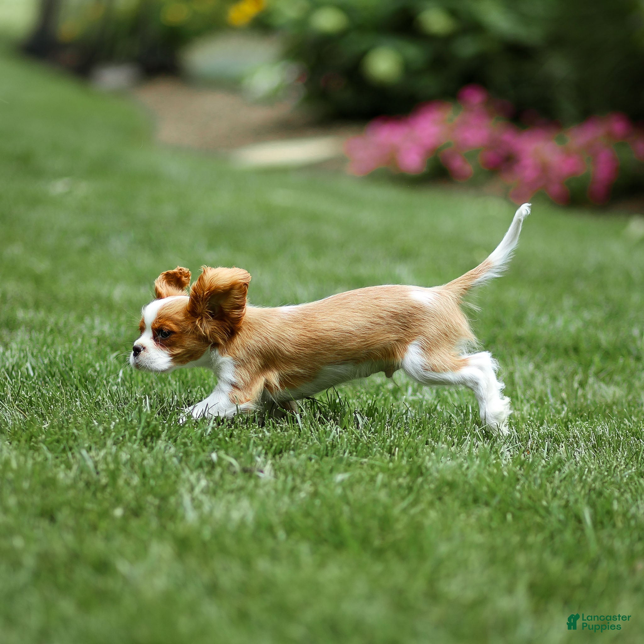 Cavalier King Charles Spaniel dogs Allen Cavalier King Charles Spaniel Puppy  - Ad 2