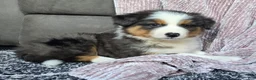 Australian Shepherd dogs for sale: Nash - Ad 11