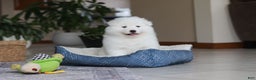 Samoyed dogs for sale: Hank - Ad 15